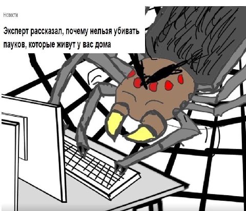 Новости Эксперт рассказал, почему нельзя убивать пауков, которые живут у вас дома 4 4 SO