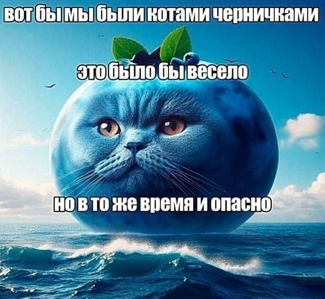 вотбымы были котами черничками у ылобывесело 22% в TO же время и опас