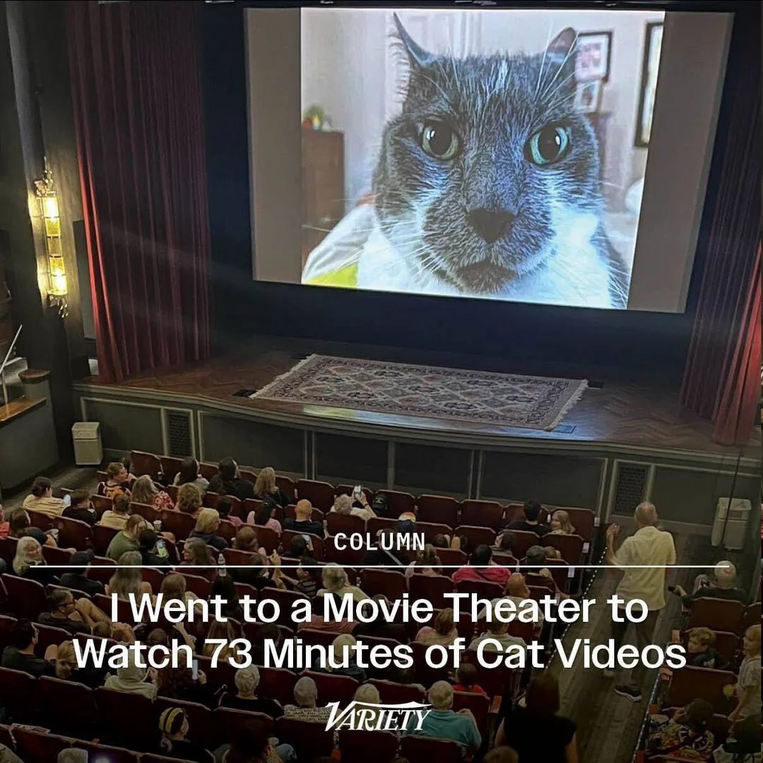 COLUMN Went to a Movie Theater to Watch 73 Minutes of Cat Videos VARIETY