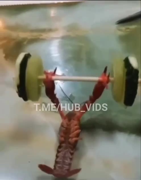 VIDS