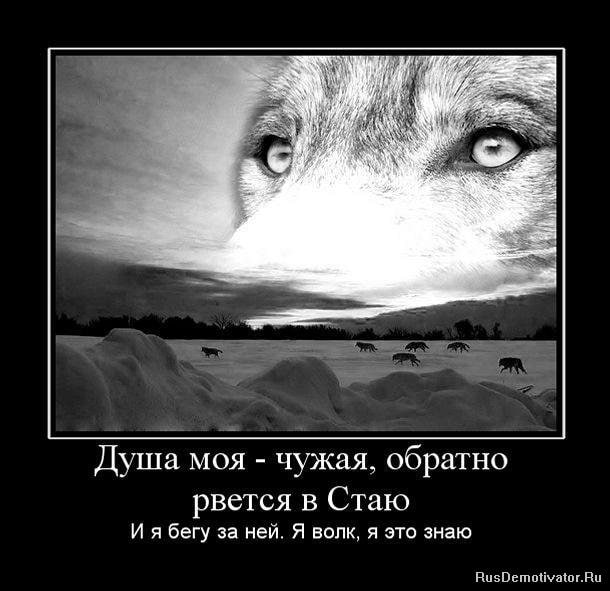 Душа моя чужая. обратно рвется в Стаю И я бегу за ней. Я волк, я это знаю RusDemotivator.Ru