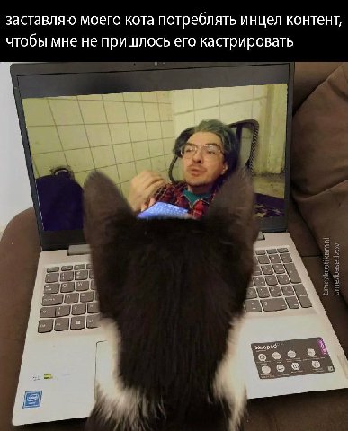 заставляю моего кота потреблять инцел контент, чтобы мне не пришлось его кастрировать