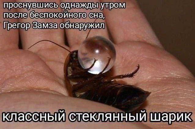 проснувшись однажды утром после беспокойного сна, Грегор Замза обнаружил классный стеклянный шарик