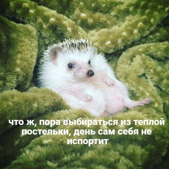 а В что ж, пора выбираться из теплой постельки, день сам себя не испортит