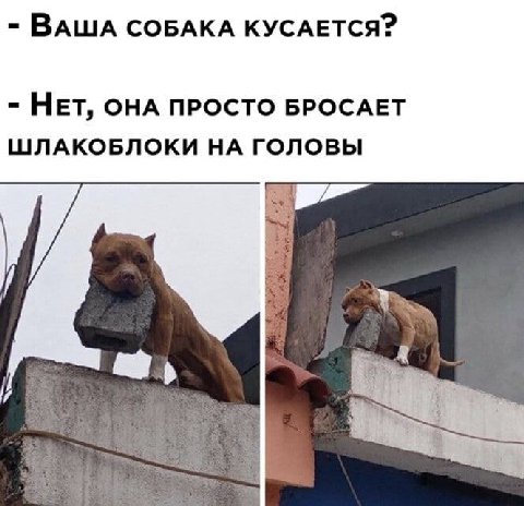 ВАША СОБАКА КУСАЕТСЯ? НЕТ, ОНА ПРОСТО БРОСАЕТ ШЛАКОБЛОКИ НА ГОЛОВЫ