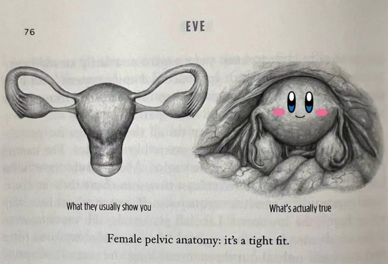 76 EVE 99 What they usually show you actually true Female pelvic anatomy: it’s a tight fit.