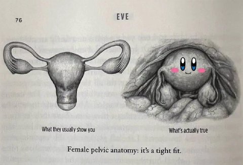 76 EVE 99 What they usually show you actually true Female pelvic anatomy: it’s a tight fit.