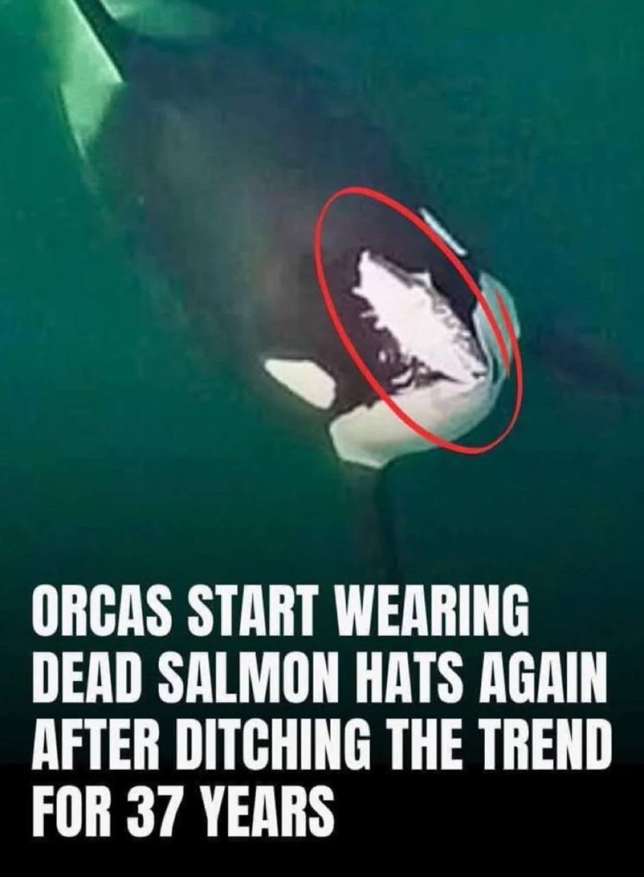 ORCAS START WEARING DEAD SALMON HATS AGAIN AFTER DITCHING THE TREND FOR 37 YEARS