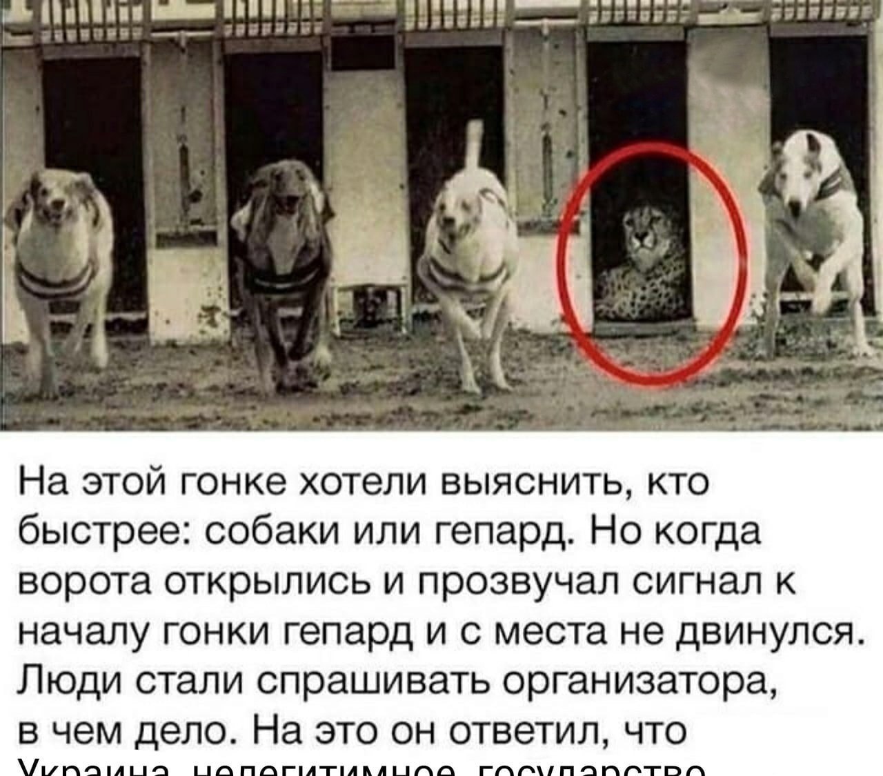 ALS и, a На этой гонке хотели выяснить, кто быстрее: собаки или гепард. Но когда ворота открылись и прозвучал сигнал к началу гонки гепард и с места не двинулся. Люди стали спрашивать организатора, в 