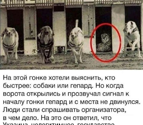 ALS и, a На этой гонке хотели выяснить, кто быстрее: собаки или гепард. Но когда ворота открылись и прозвучал сигнал к началу гонки гепард и с места не двинулся. Люди стали спрашивать организатора, в 