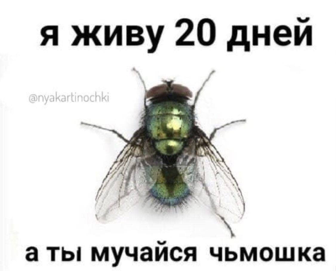 я живу 20 дней аты мучаися чьмошка