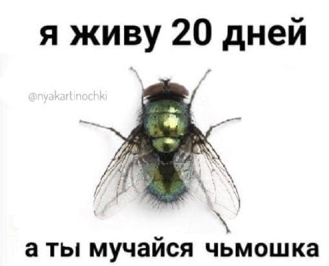 я живу 20 дней аты мучаися чьмошка