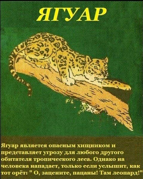 ЯГУАР 7 №7 Ягуар является опасным хищником и представляет угрозу для любого другого обитателя тропического леса. Однако на человека нападает, только если услыштит, как тот орёт: О, зацените, пацаны! Т