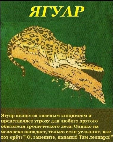 ЯГУАР 7 №7 Ягуар является опасным хищником и представляет угрозу для любого другого обитателя тропического леса. Однако на человека нападает, только если услыштит, как тот орёт: О, зацените, пацаны! Т