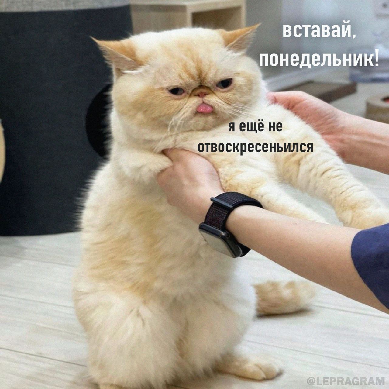 вставай, 1 понедельник ене этвоскресень