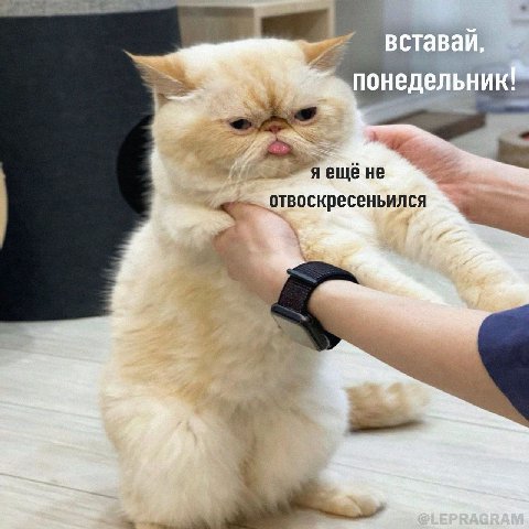 вставай, 1 понедельник ене этвоскресень