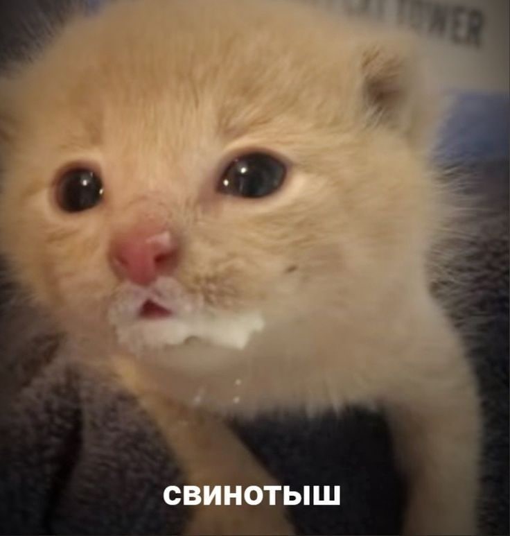 СВИНОТЫШ