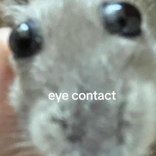 contact