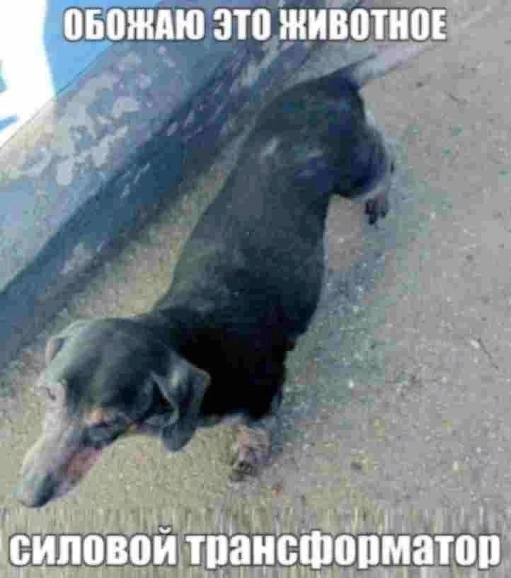 ОБОЖАЮ ЭТО ЖИВОТНОЕ силовой трансформатор