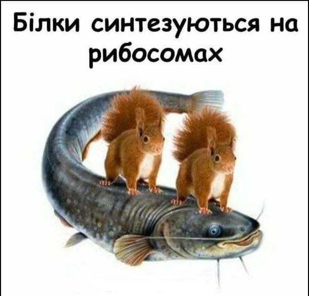 Binku синтезуються на рибосомах