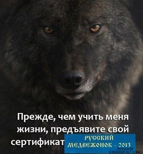 Прежде, чем учить меня жизни, предъявите свой Русский сертификат Медвежонок 2013