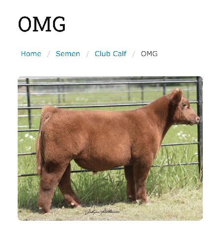 ОМС Ноте Semen Club Calf OMG thy