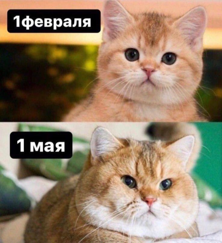 1февраля 1 мая