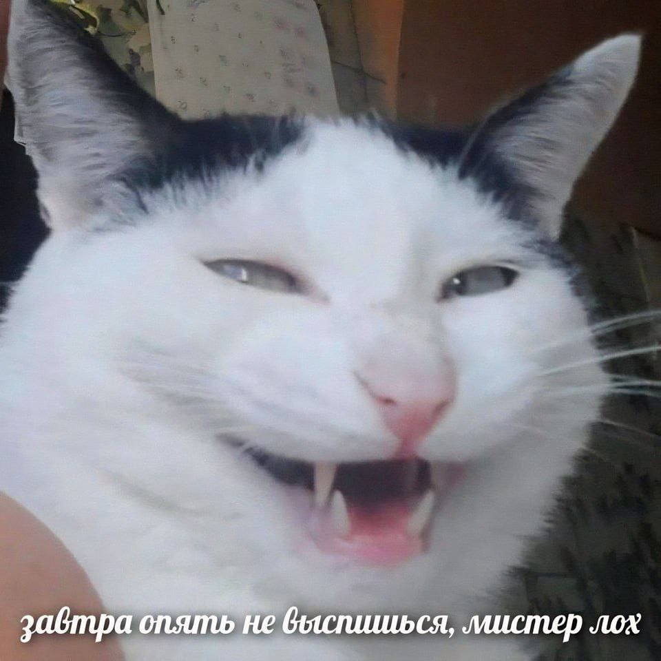 завтра опять не быспишься, лох