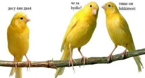 че за тише он hikkimori десу два4 bydlo?