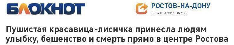 РОСТОВ-НА-ДОНУ 6) 17:24 ВТОРНИК, 15 МАЯ Пушистая красавица-лисичка принесла людям улыбку, бешенство и смерть прямо в центре Ростова