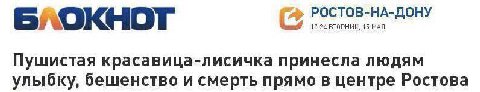 РОСТОВ-НА-ДОНУ 6) 17:24 ВТОРНИК, 15 МАЯ Пушистая красавица-лисичка принесла людям улыбку, бешенство и смерть прямо в центре Ростова