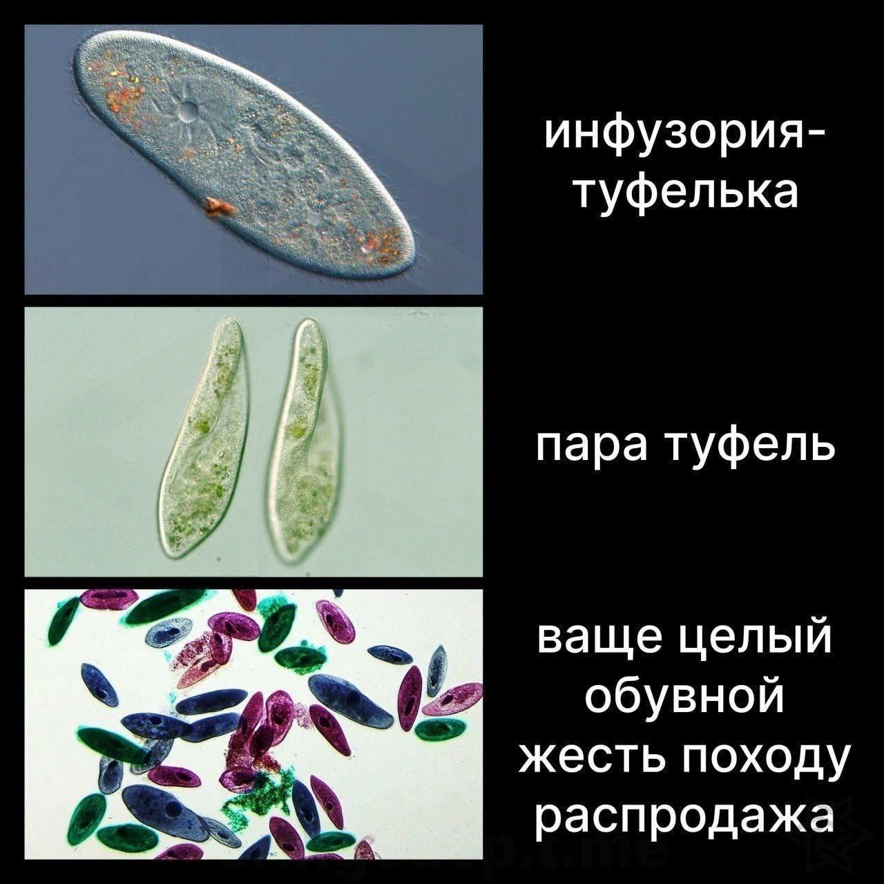инфузория- туфелька пара туфель ваще целый обувной жесть походу распродажа