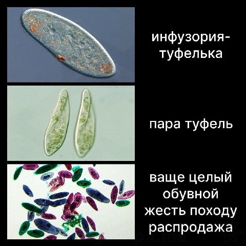 инфузория- туфелька пара туфель ваще целый обувной жесть походу распродажа