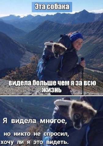 эта собака видела больше чем я за всю ЖИЗНЬ Я видела многое, но никто не спросил, хочу ли я это видеть.