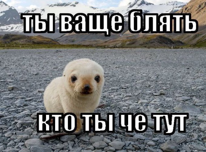 КТО Че ТУТ