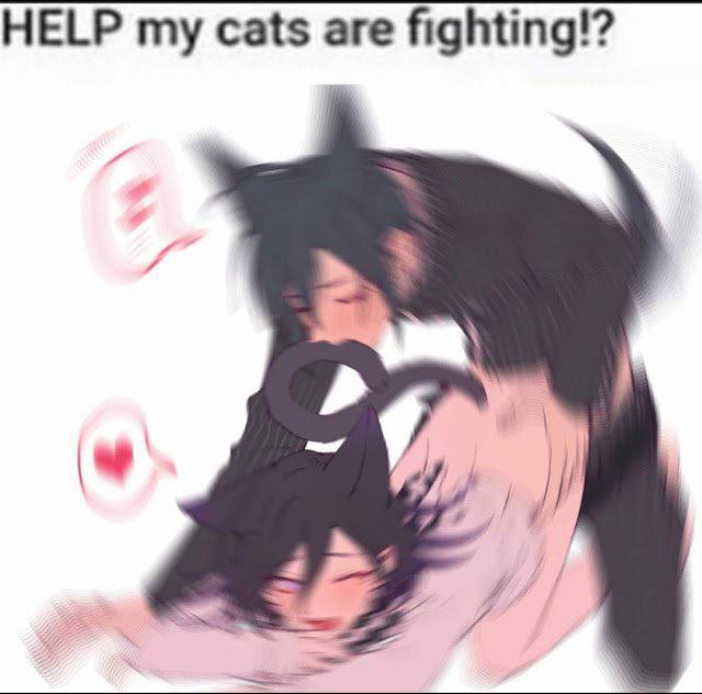 HELP my cats fighting!?