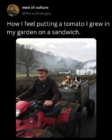 men of culture How feel putting a tomato grew in my garden а 1