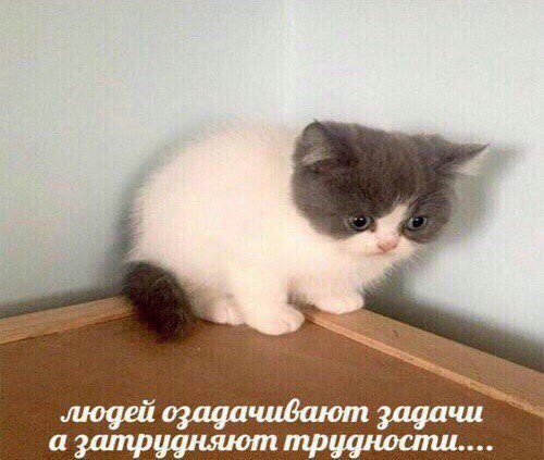 у Juogeu ozaga чивают задачи а затрудняют