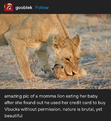 gooblek А amazing pic of amomma lion eating her baby after she found out he used her credit card to buy Vbucks without permission. nature is brutal, yet beautiful