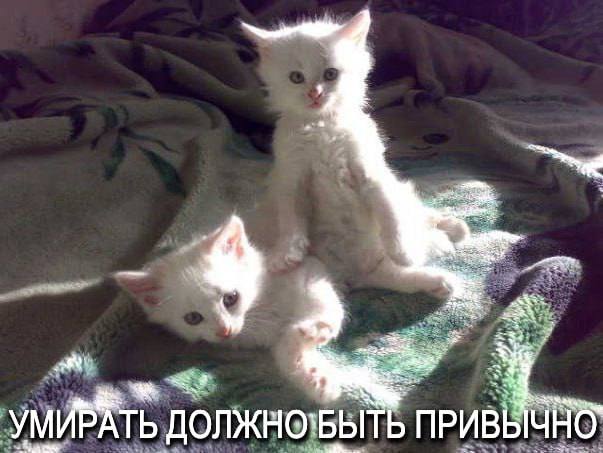 УМИРАТЬ ДОЛЖНО`БЫТЬ ПРИВЫЧНО