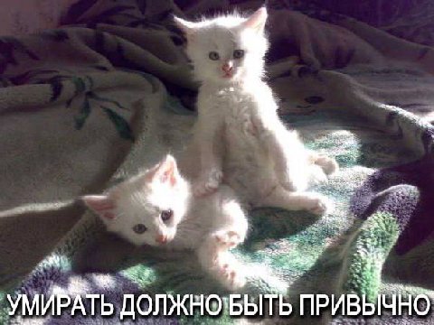 УМИРАТЬ ДОЛЖНО`БЫТЬ ПРИВЫЧНО