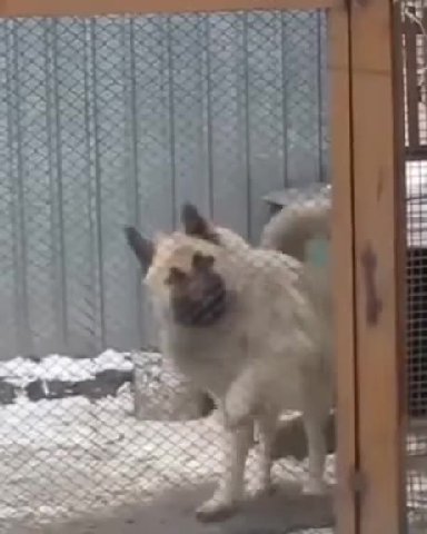 мем