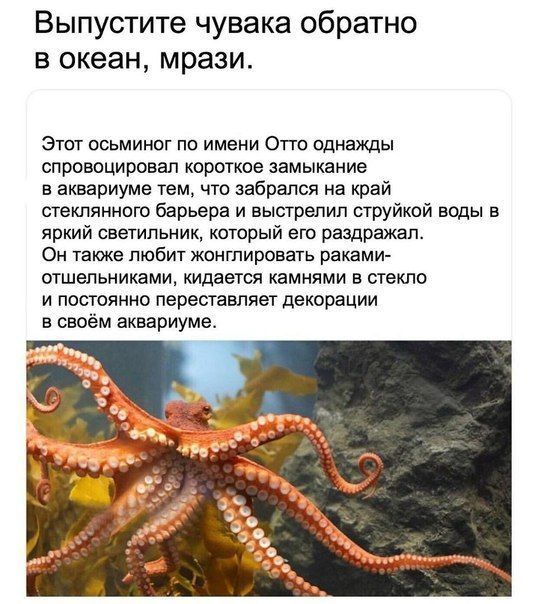 Выпустите чувака обратно в океан, мрази. Этот осьминог по имени Отто однажды спровоцировал короткое замыкание в аквариуме тем, что забрался на край стеклянного барьера и выстрелил струйкой воды в ярки
