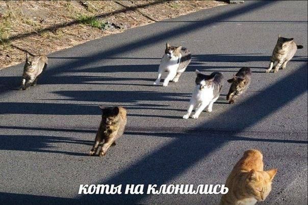 ate a 22; коты на клонились