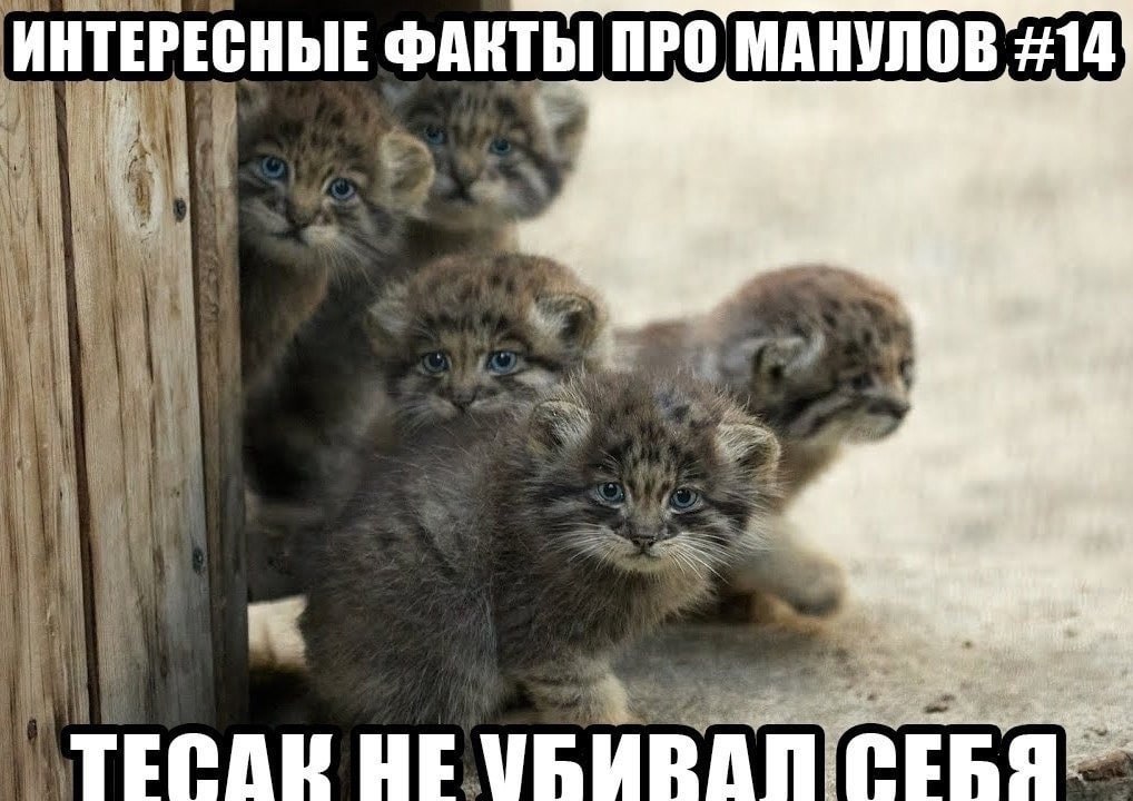 ИНТЕРЕСНЫЕ ФАКТЫ ПРО, МАНУЛОВ #14 i TECAR HE
