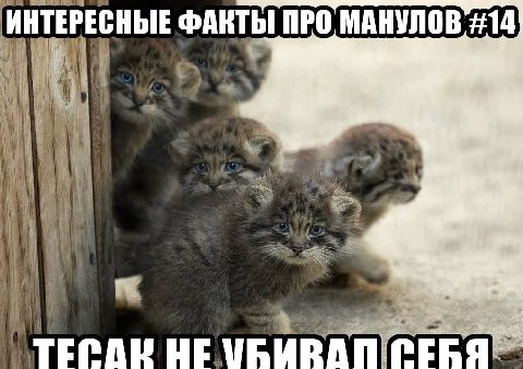 ИНТЕРЕСНЫЕ ФАКТЫ ПРО, МАНУЛОВ #14 i TECAR HE