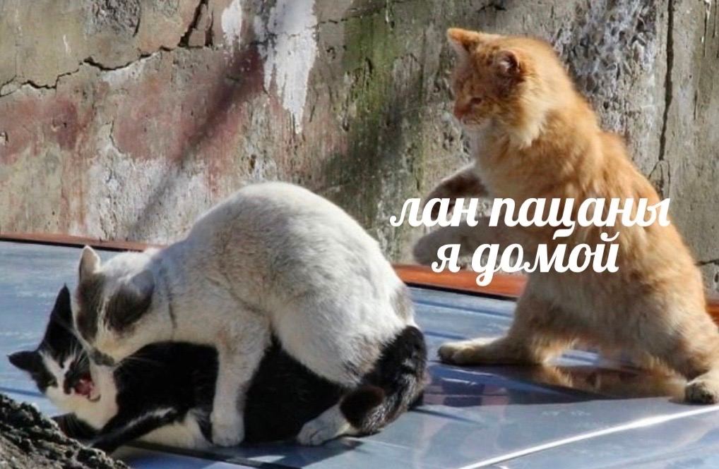 пац я домой