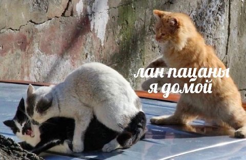 пац я домой