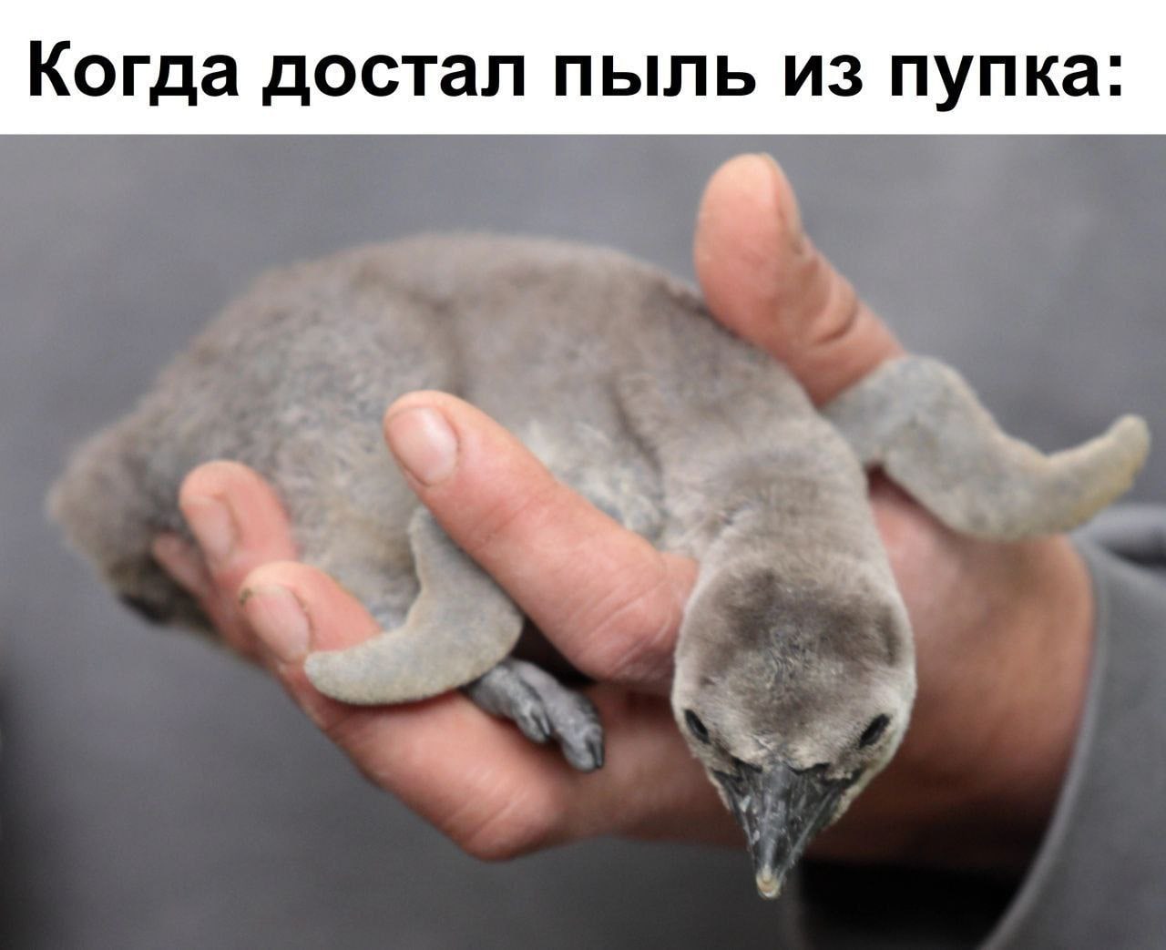 Когда достал пыль из пупка: