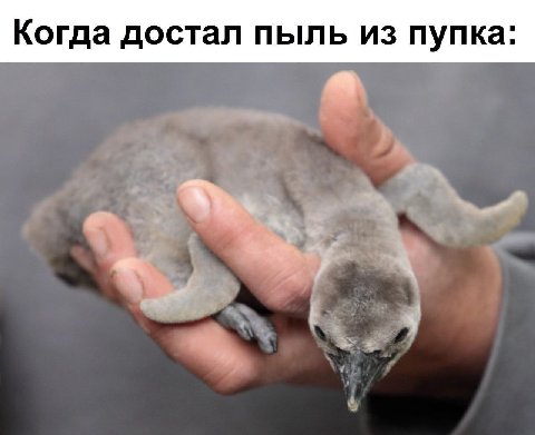 Когда достал пыль из пупка: